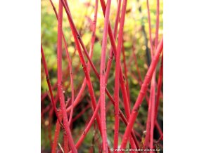 Cornus alba 'Sibirica' - svída bílá