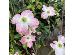 Cornus florida 'Cherokee Chief' - dřín květnatý
