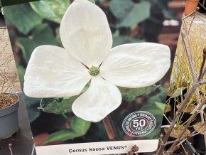 Cornus florida 'Venus' - dřín květnatý