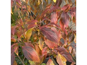 Cornus kousa 'Flower Tower' - dřín japonský