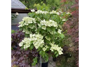 Cornus kousa 'Mattia' kmínek - dřín japonský