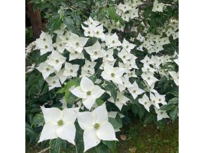 Cornus kousa 'Milky Way' - dřín japonský