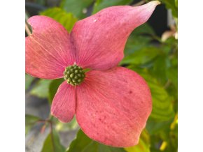 Cornus kousa 'Scarlet Fire'  - dřín japonský