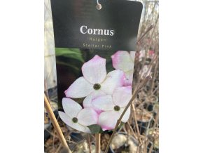 Cornus kousa 'Stellar Pink' - dřín japonský