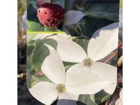 Cornus kousa 'Weisse Fontaine' - dřín japonský
