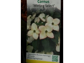 Cornus kousa 'Wieting's Select' - dřín japonský