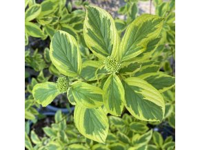 Cornus stolonifera 'Hedgerow's Gold' - svída výběžkatá