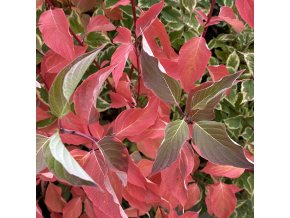Cornus stolonifera syn.sericea 'Cardinal' - svída výběžkatá