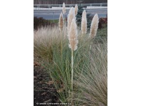 Cortaderia selloana 'Pumila' - pampas Selloův