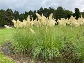 Cortaderia selloana 'White Feather' - pampas Selloův