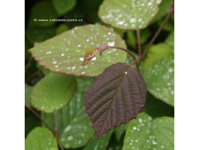 Corylopsis willmot. 'Spring Purple' - lískovníček