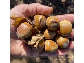Corylus avellana 'Halská Obrovská' - líska obecná velkoplodá