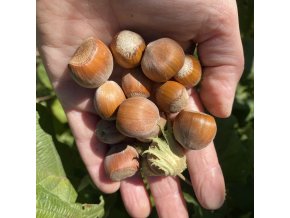 Corylus avellana 'Nottingham' - líska obecná velkoplodá