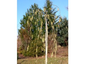 Corylus avellana 'Pendula' - líska obecná