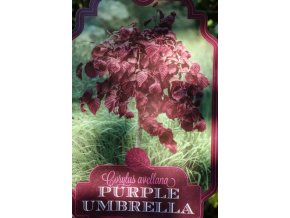 Corylus avellana 'Purple Umbrella' - líska obecná