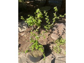 Corylus avellana 'Scooter' - líska obecná