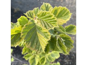 Corylus avellana 'Variegata' - líska obecná
