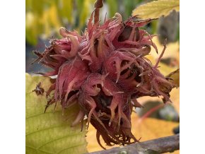 Corylus colurna 'Te-Terra Red' - líska turecká