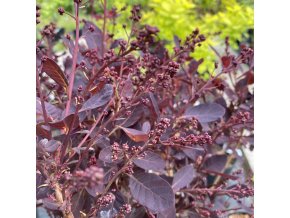 Cotinus coggygria 'Dusky Maiden'® - ruj vlasatá