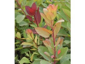 Cotinus coggygria 'Flame' - ruj vlasatá