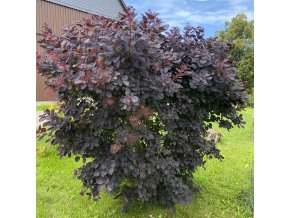 Cotinus coggygria 'Royal Purple' - ruj vlasatá
