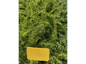 Cotoneaster adpressus 'Little Gem' - skalník přitisklý