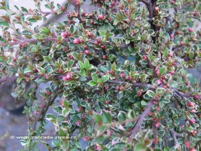 Cotoneaster horizontalis 'Variegata' - skalník vodorovný
