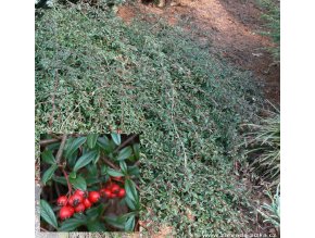 Cotoneaster salicifolius 'Parkteppich' - skalník vrbolistý