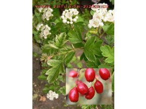 Crataegus chlorosarca 'Variegata' - hloh zelenomasý