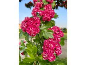 Crataegus laevigata 'Paul Scarlet' - hloh obecný