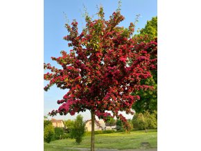 Crataegus laevigata 'Paul Scarlet' kmínek - hloh obecný
