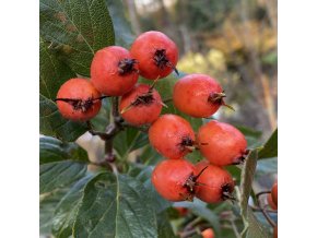 Crataegus lavallei 'Carrierei' - hloh Lavallův