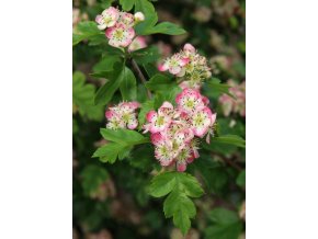 Crataegus monogyna 'Bicolor' - hloh jednosemenný