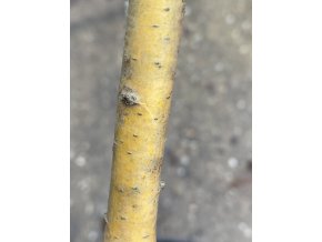Crataegus monogyna 'Xanthocarpa' - hloh jednosemenný