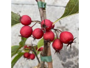 Crataegus persimilis - hloh slivoňolistý