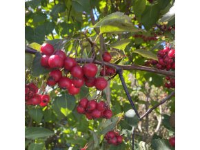 Crataegus succulenta 'Long Thorn' - hloh tlustotrnný