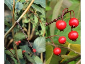 Crataegus succulenta 'Long Thorn' - hloh tlustotrnný