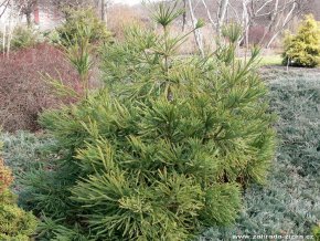 Cryptomeria japonica 'Araucarioides' - kryptomérie japonská