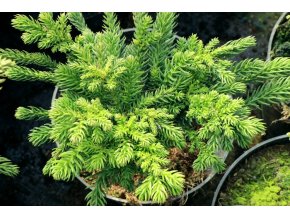 Cryptomeria japonica 'Dinger' - kryptomérie japonská