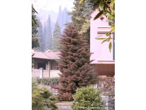 Cryptomeria japonica 'Elegans' - kryptomérie japonská