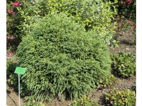 Cryptomeria japonica 'Globosa Nana' - kryptomérie japonská