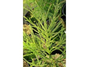 Cryptomeria japonica 'Gracilis' - kryptomérie japonská