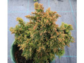 Cryptomeria japonica 'Gyokuro' - kryptomérie japonská