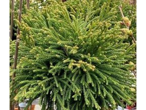 Cryptomeria japonica 'Little Diamond' - kryptomérie japonská