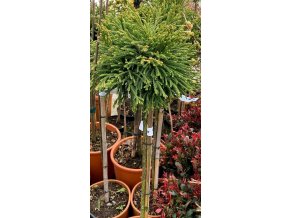 Cryptomeria japonica 'Little Diamond' kmínek - kryptomérie japonská