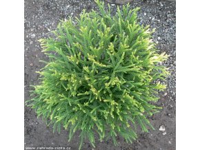 Cryptomeria japonica 'Little Champion' - kryptomérie japonská