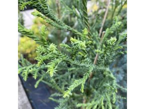 Cryptomeria japonica 'Rasen' 'Spiralis' - kryptomérie japonská