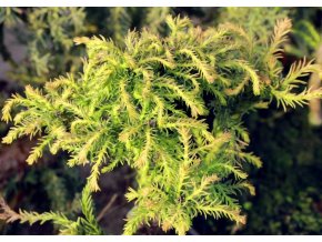 Cryptomeria japonica 'Spiraliter Falcata' - kryptomérie japonská