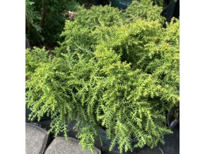 Cryptomeria japonica 'Twinkle Toes - kryptomérie japonská