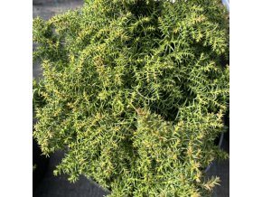 Cryptomeria japonica 'Yokohama' - kryptomérie japonská